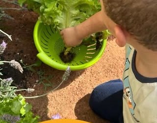 Criança plantando uma muda de alface na horta